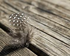 Feather Bird Plumage