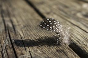 feather bridge tree