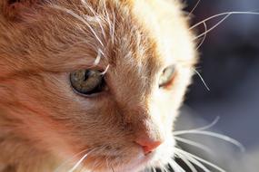 Cat Tomcat Redheaded