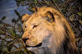 Lion Wildlife Africa