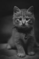 Cat Kitten Pet