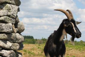 Rural Nanny-Goat
