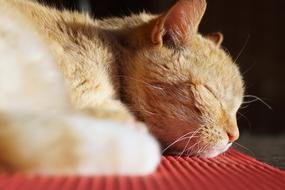 sleeping furry cat