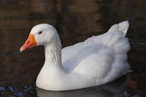 Pet Domestic Goose
