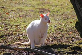 Kangaroo Animal Albino