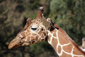 Giraffe Animal Africa