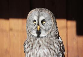 Bart Owl Bird