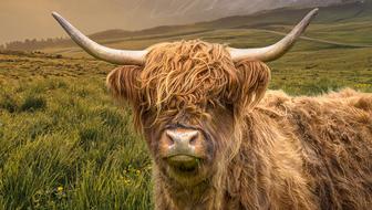 funny furry cow