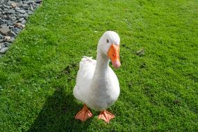 Goose Ganter Bird