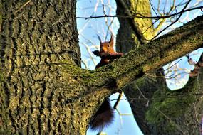 Squirrel Tree Sparrenkegel