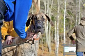 Dog Nature Animal