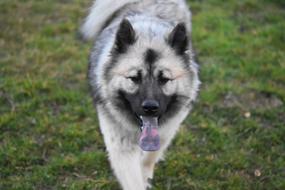 Dog Bitch Eurasier