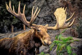 Moose Antlers Animal