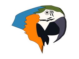 parrot bird nature animal plumage