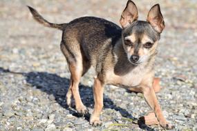 Dog Breed Small