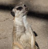 Meerkat Mammal Animal