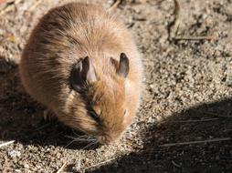 Degus Rodent Mammal
