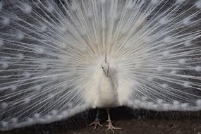 Peacock Bird Animal