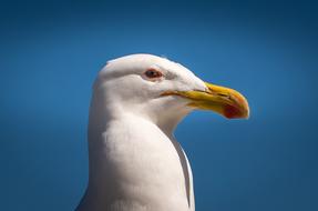Seagull Bill Blue