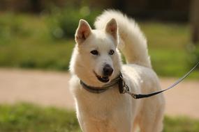 Dog Breed Siberian Husky