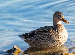 Mallard Duck Bird