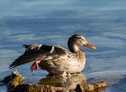 Mallard Duck Bird