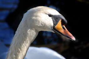 noble swan white