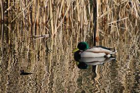 Duck Mallard Water Bird