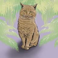 cat animals feline