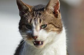 Cat Tooth Predator