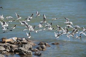 Black Headed Gull Birds Bird