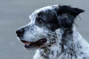 Dog Animal Mammal