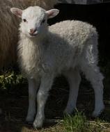 Pet Livestock Mammal
