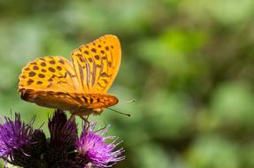 Butterfly Free Insect Animal