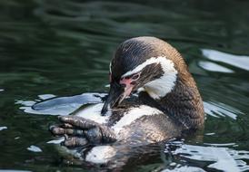 Penguin Animals Animal World