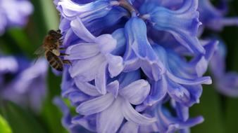beautiful blue flowers in the garden