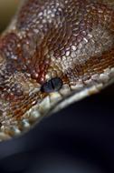 Bred Python Australia