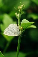 Insect Insects White Butterfly
