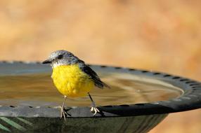 Eastern Yellow Robin Eopsaltria