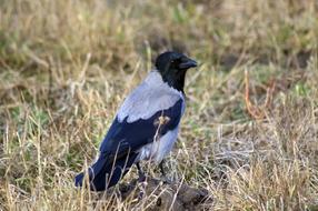 Bird Nature Animals