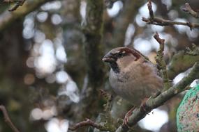 Sparrow Bird Nature