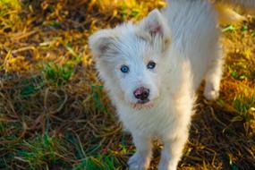 cute white puppy with blue eyes