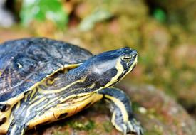 Water Turtle Reptile