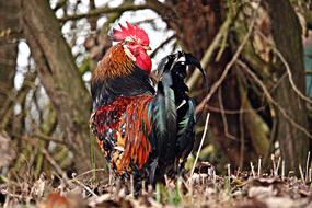 Hahn Bird Poultry