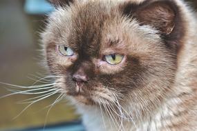 Breed Cat Thoroughbred