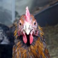 Chicken Large Bird