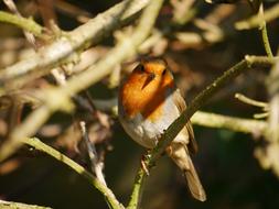 wild little bird
