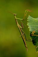 Macro Mantis Insect