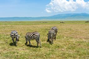 Zebra Safari Africa