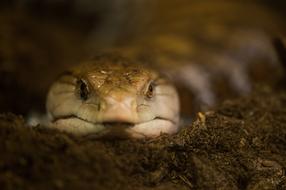 Snake Close Up Lurking